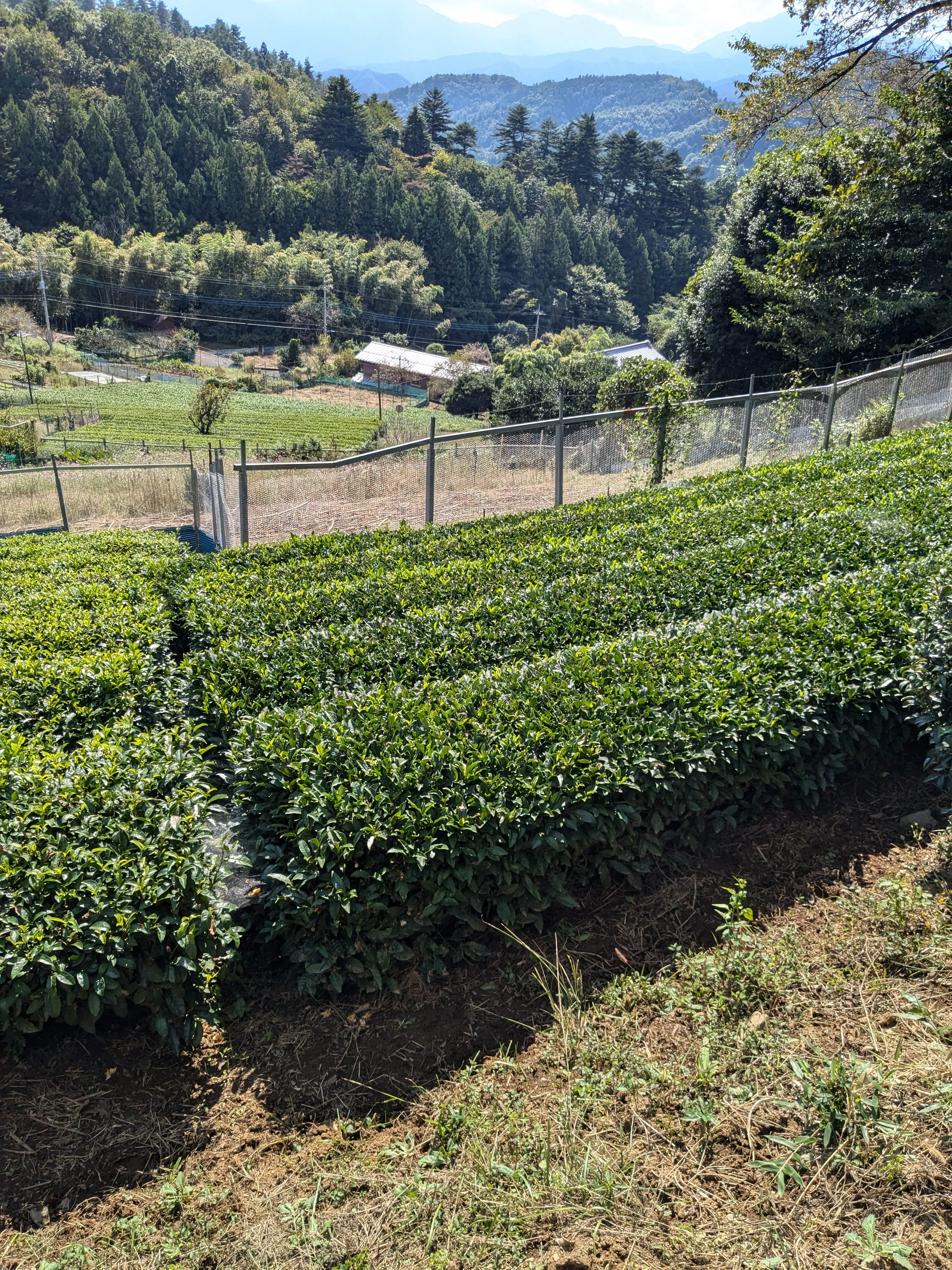 藤野 佐野川茶の茶畑と茶くてるの素材となる茶葉